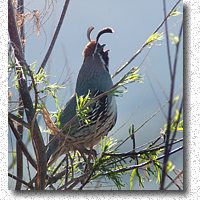 Male Gambel's Quail announces his avalability