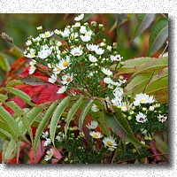 Asters and caterpillar