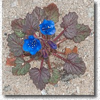 Blue bellflowers growing in the wash