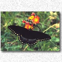 Swallowtail sampling the hawkweed