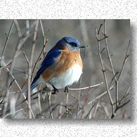 Bluebird enjoying the winter sun