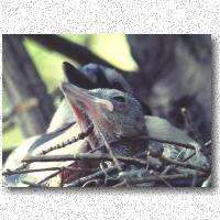 Comfortable nest of sticks