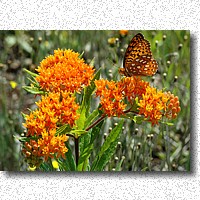 Butterfly Milkweed