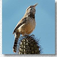 Cactus Wren is well named