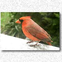 Cardinal getting ready to attack his reflection