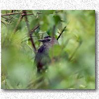 Catbird in preferred habitat