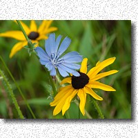 Chicory flanked by Black-eyed Susans