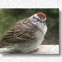 Chipping sparrow not pleased with his reflection