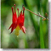 Columbine