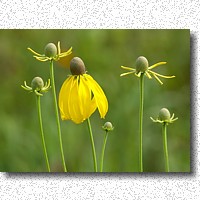 Green-headed Coneflower