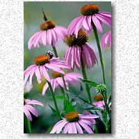 Purple coneflower, a prairie and garden favorite