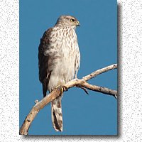 Juvenile Cooper's Hawk