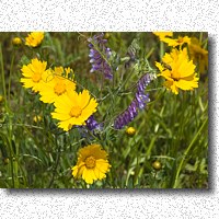 Coreopsis and Purple Vetch color the prairie in early summer