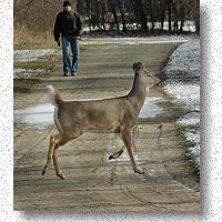 Why did the deer cross the road?