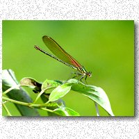 Iridescent green damselfly