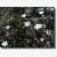 Desert Chicory is white rather than cornflower blue