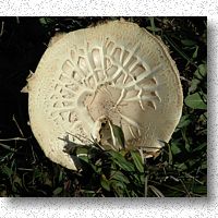 Frisbee sporting an embossed pattern