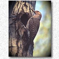 Hole in tree serves as flicker's nest