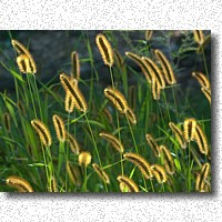 Back-lit grass seed heads