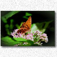 Fritillary on swamp milkweed