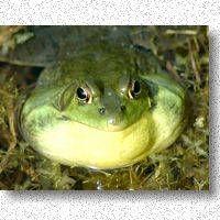Deflate the green frog