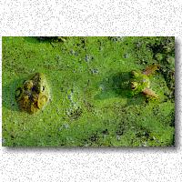 Portrait of three frogs