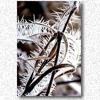 Two days of fog yield long frost crystals