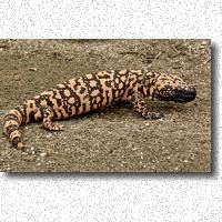Gila Monster's bite is said to be painful and hard to dislodge