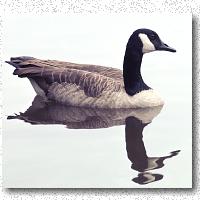 Beautiful reflection