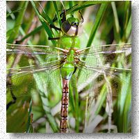 Newly emerged green darner