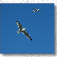 Composite - first the gull and then the plane flew overhead