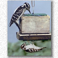 Woodpeckers: Hairy above, Downey below