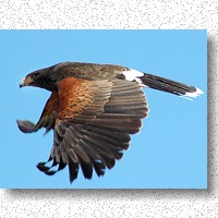 Harris's Hawk demonstration at Sonoran Desert Museum