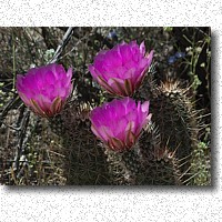 Hedgehog Cactus