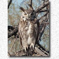 Wind blown Great Horned Owl