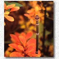 Horsetail among fall colors