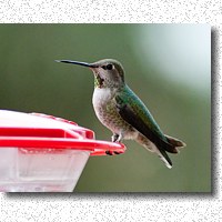 Female Anna's Hummingbird visits our feeder