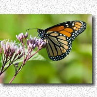 Joe-pye Weed hosts a Monarch in its classic pose