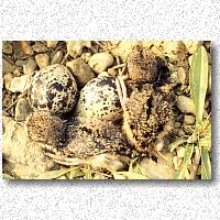 Killdeer's nest on bare ground