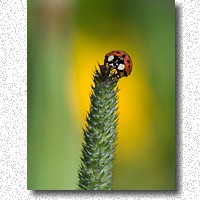 Ladybyrd beetle sitting high atop a grass seed head