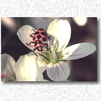 Two spring beauties