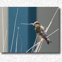 Lesser Goldfinch collecting nesting material