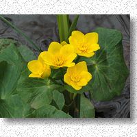 Marsh Marigold beside small stream