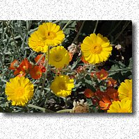 Marigold and Mallow Flowers