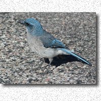 Mexican Jay begging in parking lot at Kitt Peak