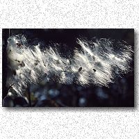 Milkweed blowing in breeze