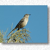 Northern Mockingbird wintering in Arizona