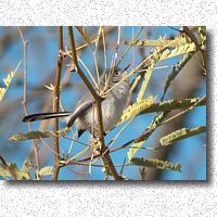 Blue-gray Gnatcatcher strikes a pose