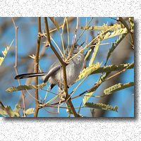 Blue-gray Gnatcatcher strikes a pose