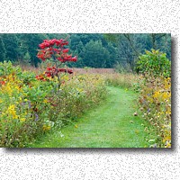 Colorful path through the prairie!